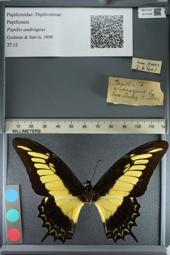 Media type: image;   Entomology 172298